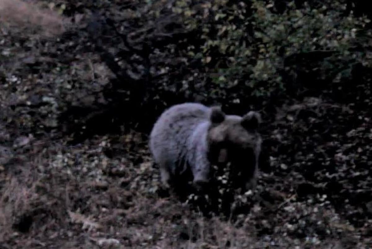 Kış uykusu &ouml;ncesinde karnını doyuran ayı g&ouml;r&uuml;nt&uuml;lendi