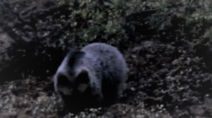 Boz ayı karnını doyurmak için insanlara bile aldırış etmedi