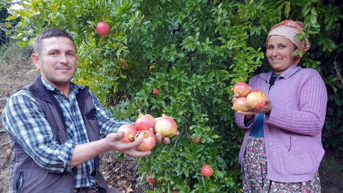 Sultanhisar&rsquo;ın yaylalarında nar hasadı tamamlandı