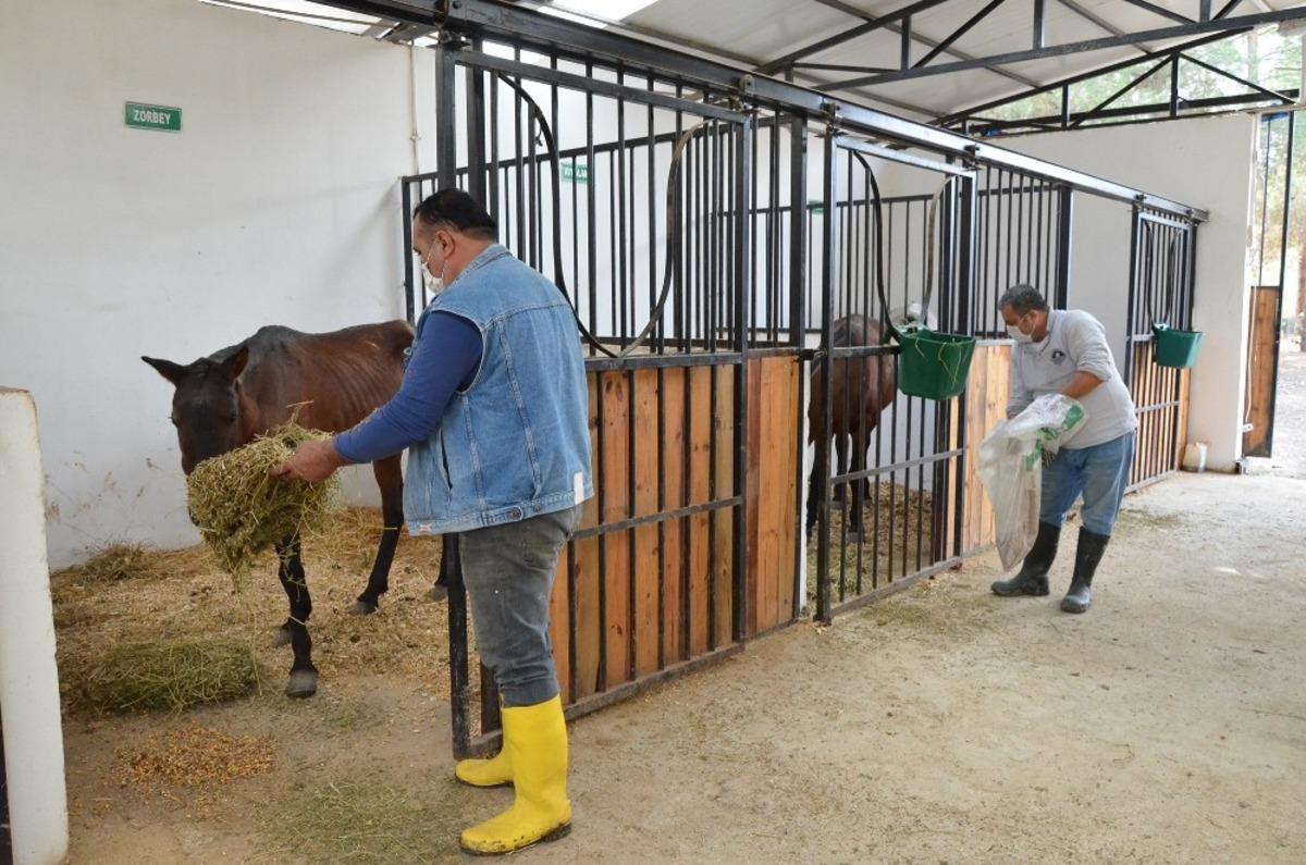 Mersin&rsquo;de dere kenarında &ouml;l&uuml;me terk edilen atlar hayata tutundu