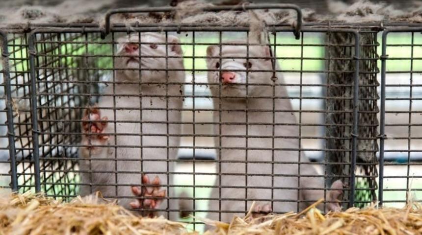Danimarka h&uuml;k&uuml;meti &ouml;z&uuml;r diledi: Yasal dayanağımız yok