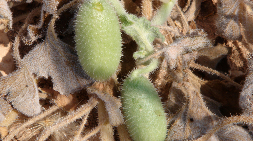 Şifa bulmak için acı kavun yiyorlar ancak öyle bir yan etkisi var ki...