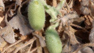 Şifa bulmak için acı kavun yiyorlar ancak öyle bir yan etkisi var ki...