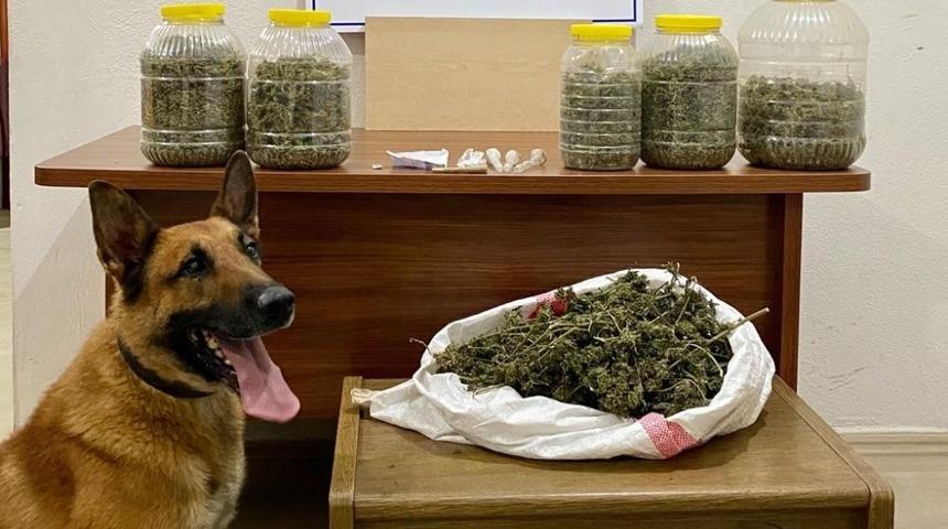 Narkotik k&ouml;peği Nmak&rsquo;tan uyuşturucuya bingo