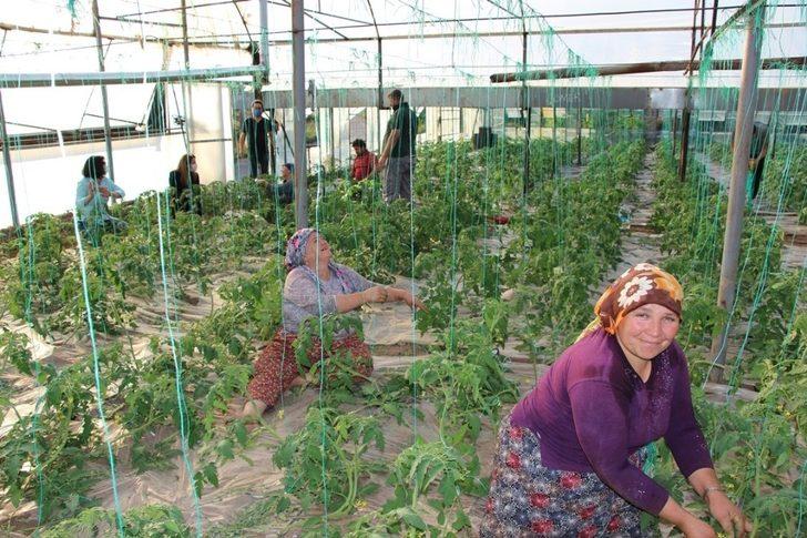 Örtüaltı üretimde entegre mücadele projesi G2