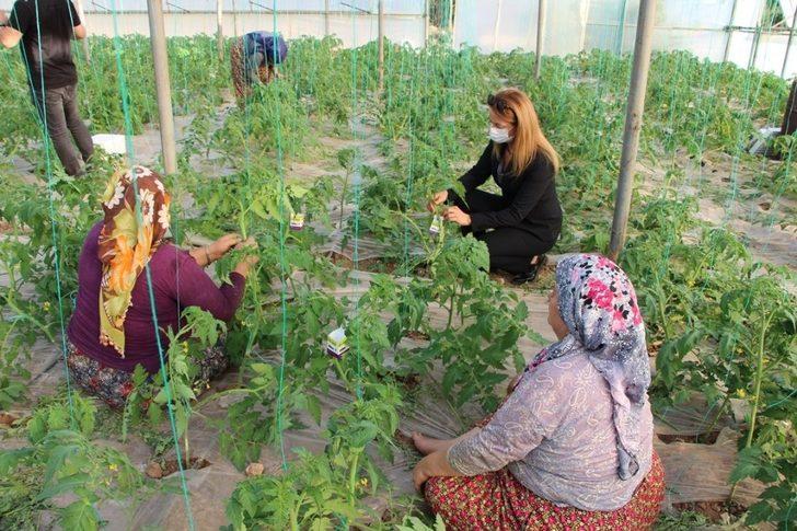 Örtüaltı üretimde entegre mücadele projesi G3