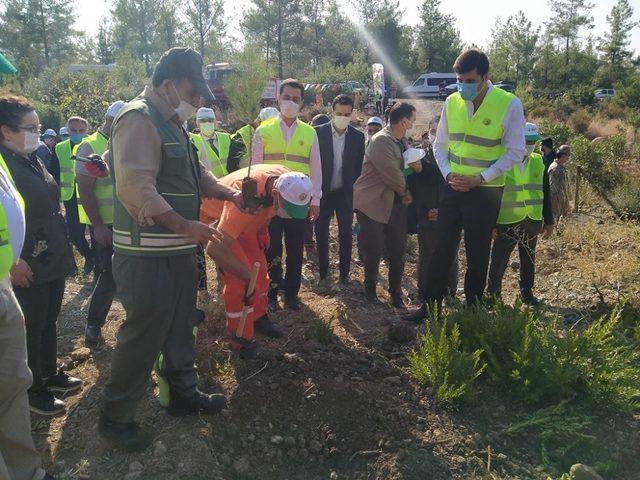 Erzin’de çam fidanları toprakla buluştu