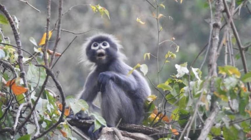 Myanmar'da nesli tükenmekte olan yeni bir primat türü keşfedildi