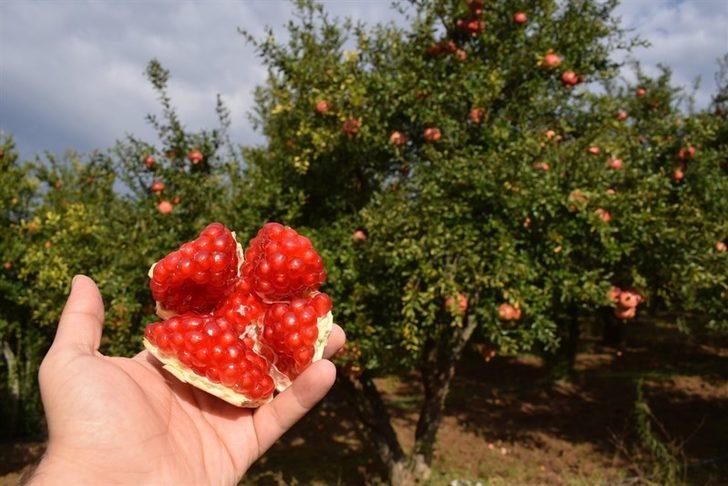 Bilecik’te yılda 6 bin ton üretilen ’Deve Dişi Nar’ hasadı başladı G1