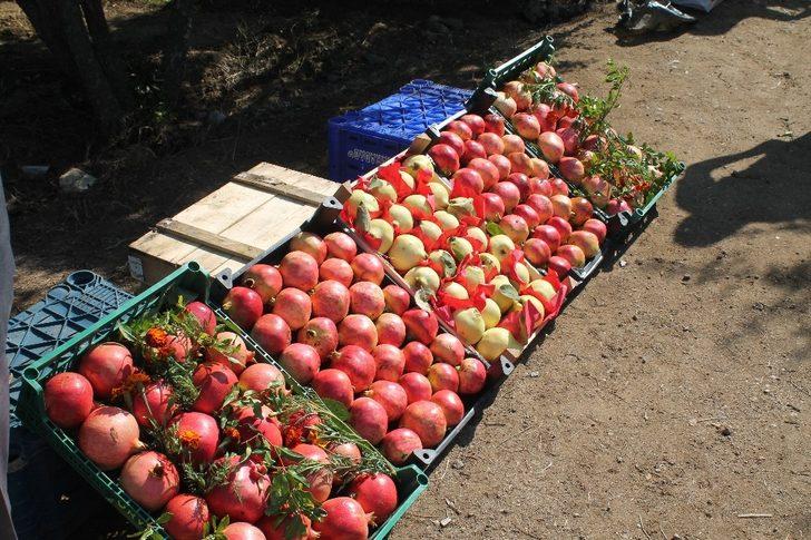 Bilecik’te yılda 6 bin ton üretilen ’Deve Dişi Nar’ hasadı başladı G3