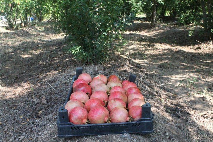 Bilecik’te yılda 6 bin ton üretilen ’Deve Dişi Nar’ hasadı başladı G4