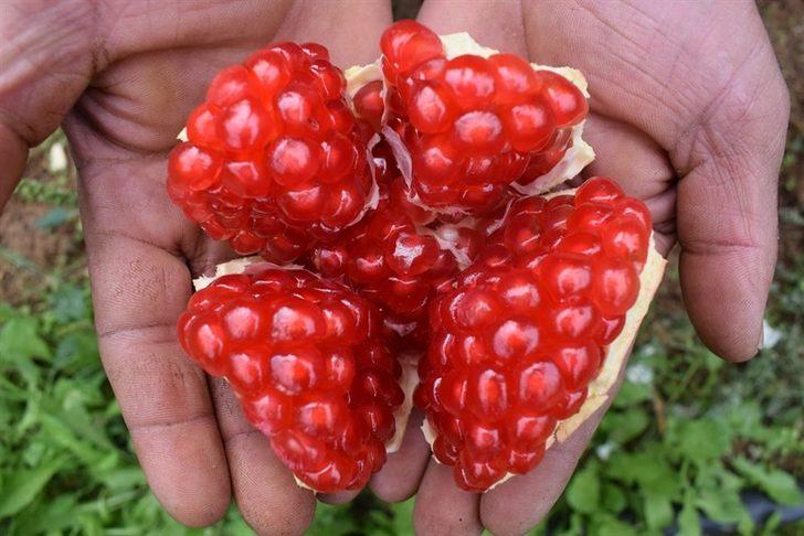 Bilecik’te yılda 6 bin ton üretilen ’Deve Dişi Nar’ hasadı başladı G5