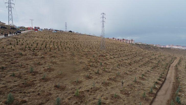 Van Valisi Bilmez: “Geçen sene dikilen ağaçların yüzde 80’i tuttu” G4