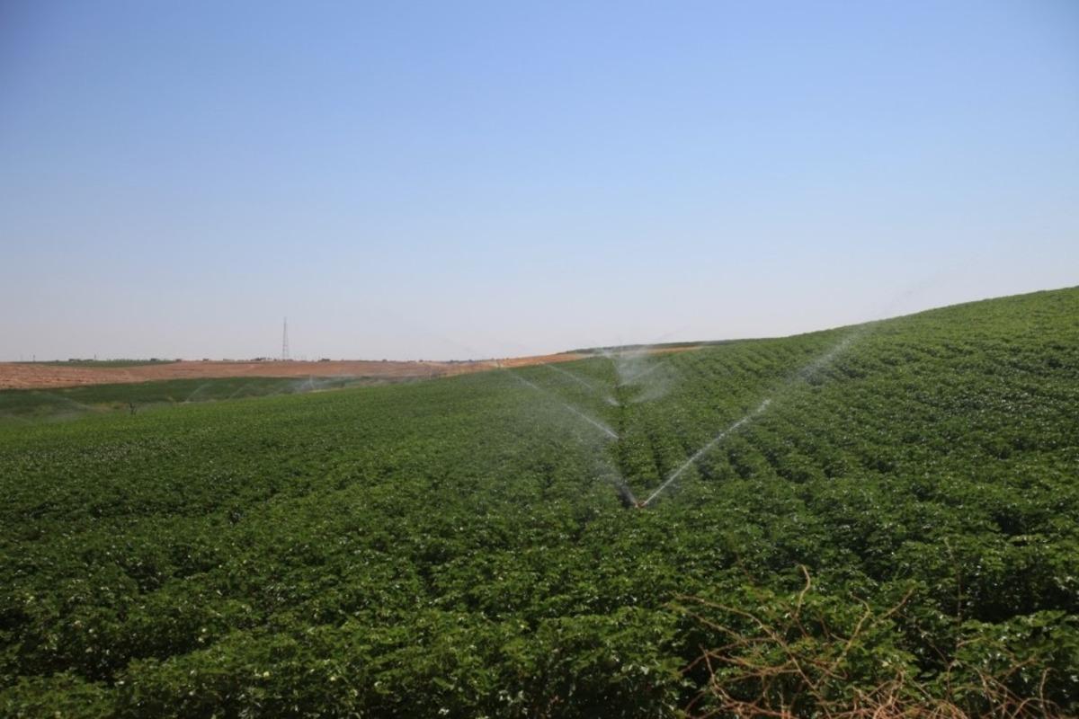 Mardin&rsquo;de 100 bin dekar tarım arazisi sulandı