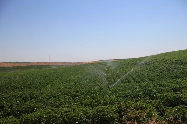 Mardin’de 100 bin dekar tarım arazisi sulandı G1