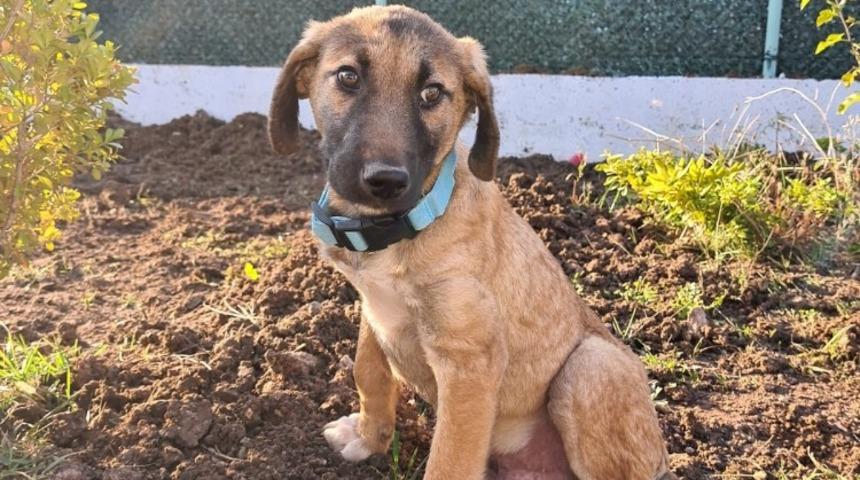 Tedavi ile sağlığına kavuşan yavru k&ouml;pek yeni sahibini bekliyor