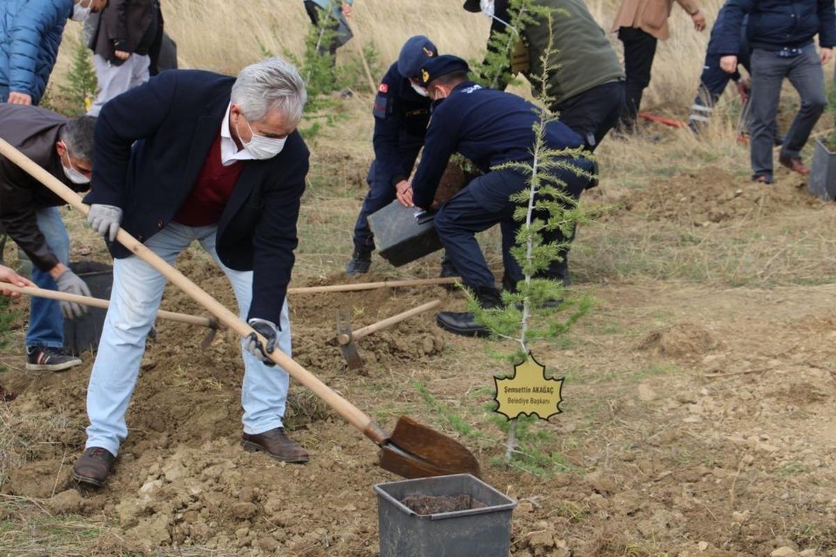 Dumlupınar&rsquo;da 500 sedir ağacı toprakla buluştu