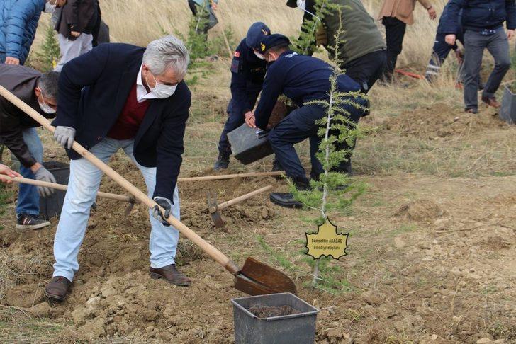 Dumlupınar’da 500 sedir ağacı toprakla buluştu G1