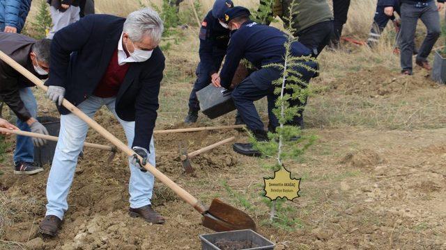 Dumlupınar’da 500 sedir ağacı toprakla buluştu