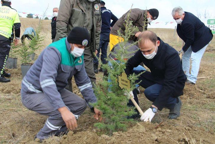 Dumlupınar’da 500 sedir ağacı toprakla buluştu G2