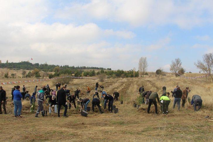 Dumlupınar’da 500 sedir ağacı toprakla buluştu G3