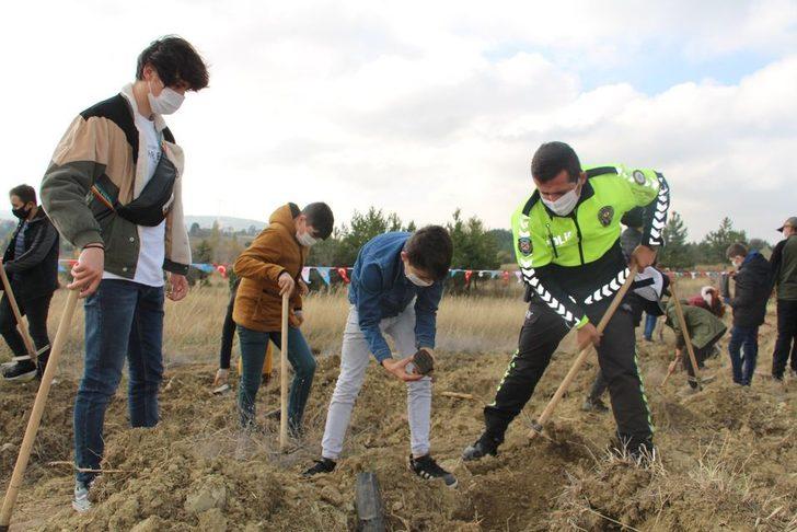 Dumlupınar’da 500 sedir ağacı toprakla buluştu G4