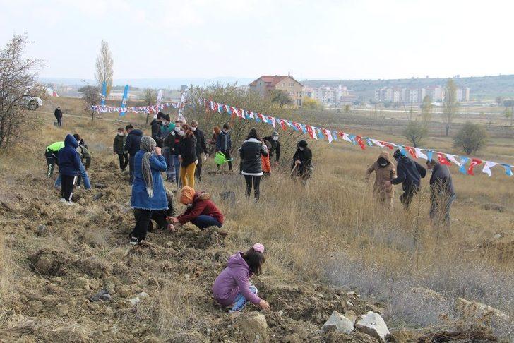 Dumlupınar’da 500 sedir ağacı toprakla buluştu G5