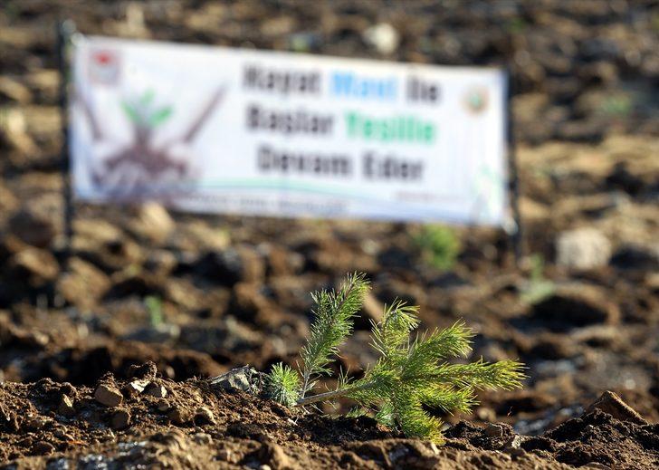 Doğu Anadolu'da fidanlar toprakla buluştu G2