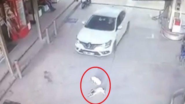 Balıkesir'de korkunç görüntü! Köpeklerin üzerinden arabasıyla geçti