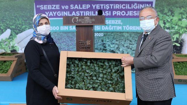 Ordu’da salep atağı