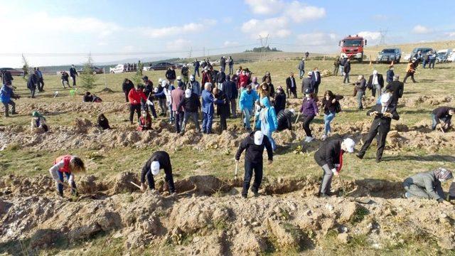 Afyonkarahisar’da 35 bin fidan toprakla buluştu