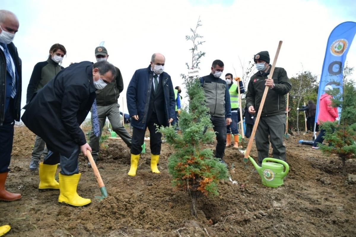 Samsun&rsquo;a 116 bin fidan