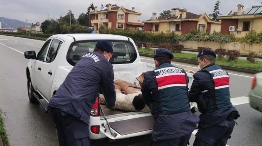 Giresun'da ayakları kırılmış k&ouml;peğe jandarma sahip &ccedil;ıktı
