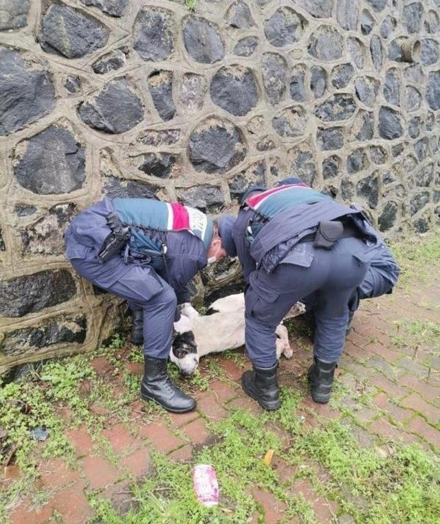 Yaralı halde bulunan köpek koruma altına alındı