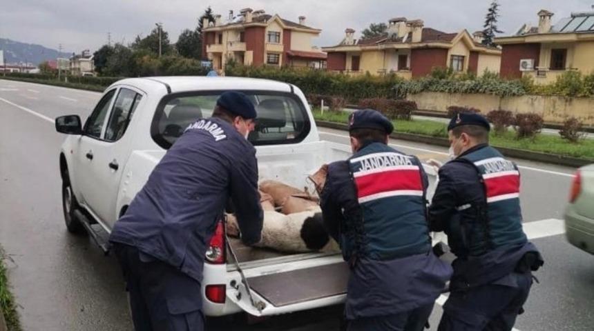 Yaralı halde bulunan k&ouml;pek koruma altına alındı