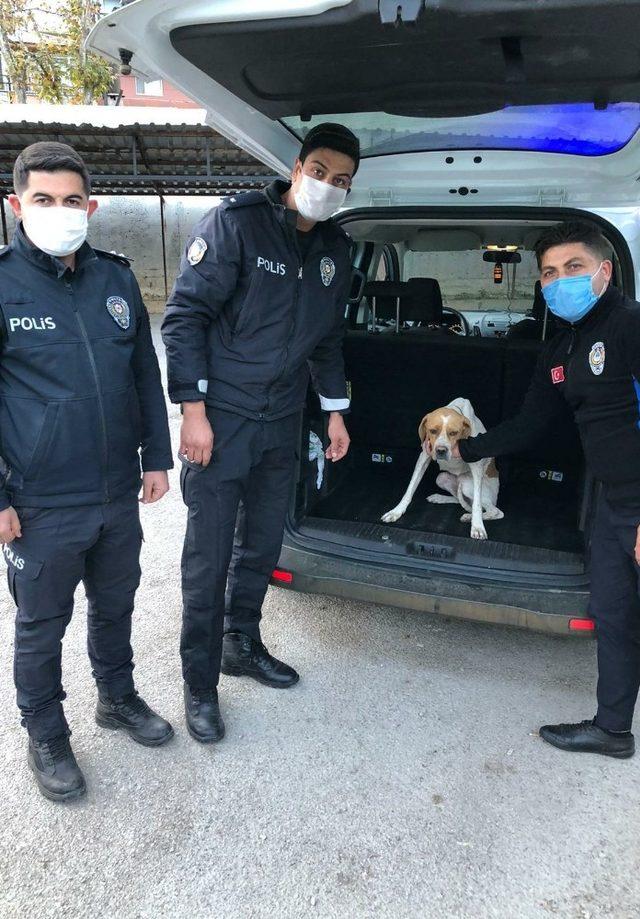 Köpeğe işkence görüntüleriyle ilgili 1 gözaltı