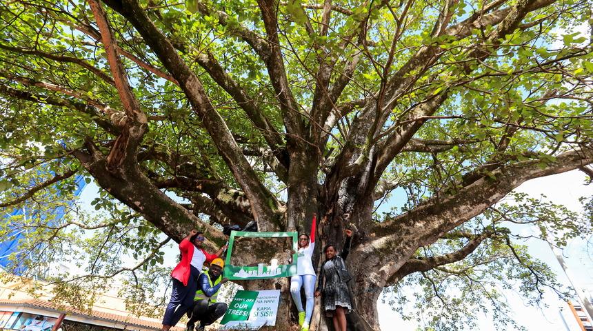 Kenya'da halkı sokağa d&ouml;ken 100 yıllık ağa&ccedil; s&ouml;k&uuml;lmeyecek