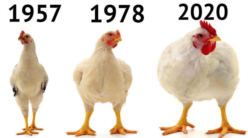 Bu gerçeği herkesin bilmesi gerekiyor! Tavuklar yıllar içinde...