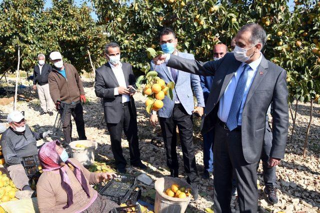 Adıyaman’da hurma hasadı başladı