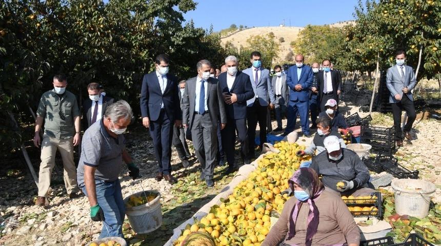 Adıyaman&rsquo;da hurma hasadı başladı