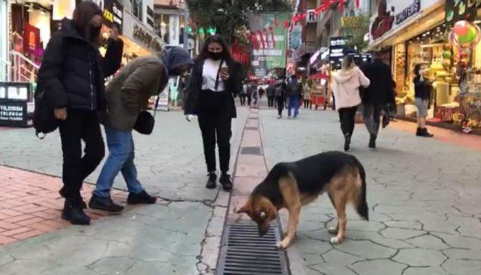 Mazgala bakan sokak köpeği, tüm İzmit'in ilgi odağı oldu