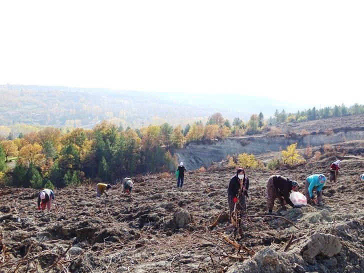 Yanan orman alanı kadın eliyle yeşerecek G1