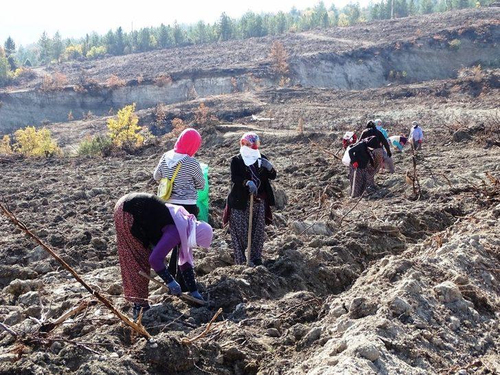 Yanan orman alanı kadın eliyle yeşerecek G3