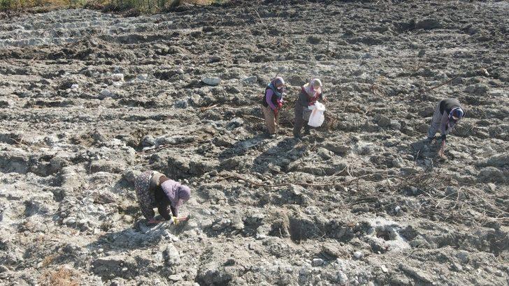 Yanan orman alanı kadın eliyle yeşerecek G4