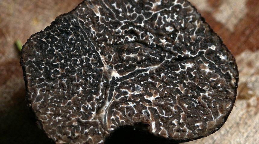 Trüf nedir? Trüf yağı çok seviliyor - Trüf mantarı nedir?