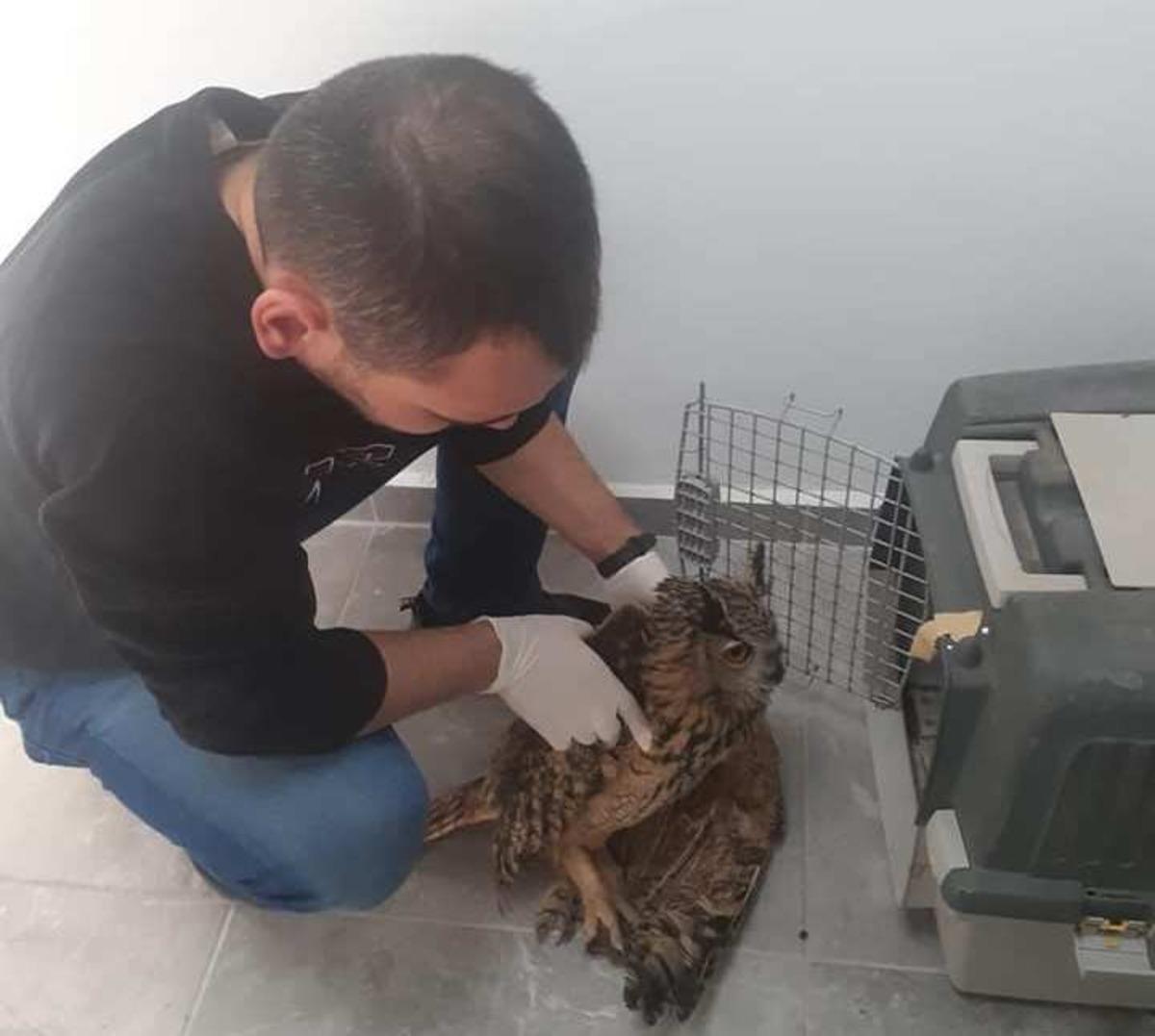 Yaralı Puhu kuşu tedaviye alındı