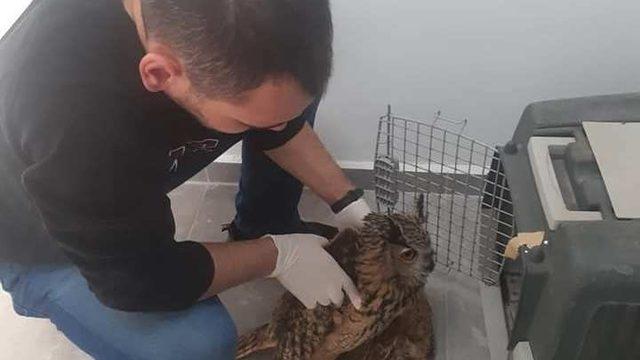 Yaralı Puhu kuşu tedaviye alındı