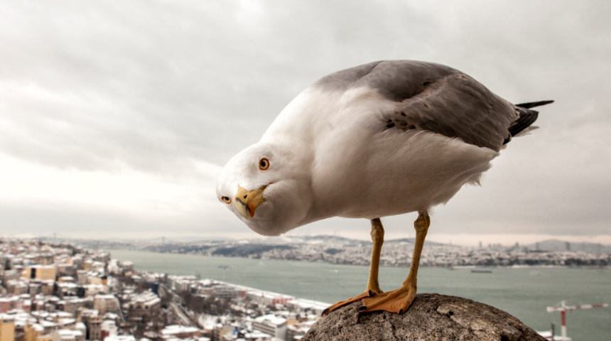 Korkutan bilgi: Martılar insanları takip ediyor! Okullar tatil olunca...