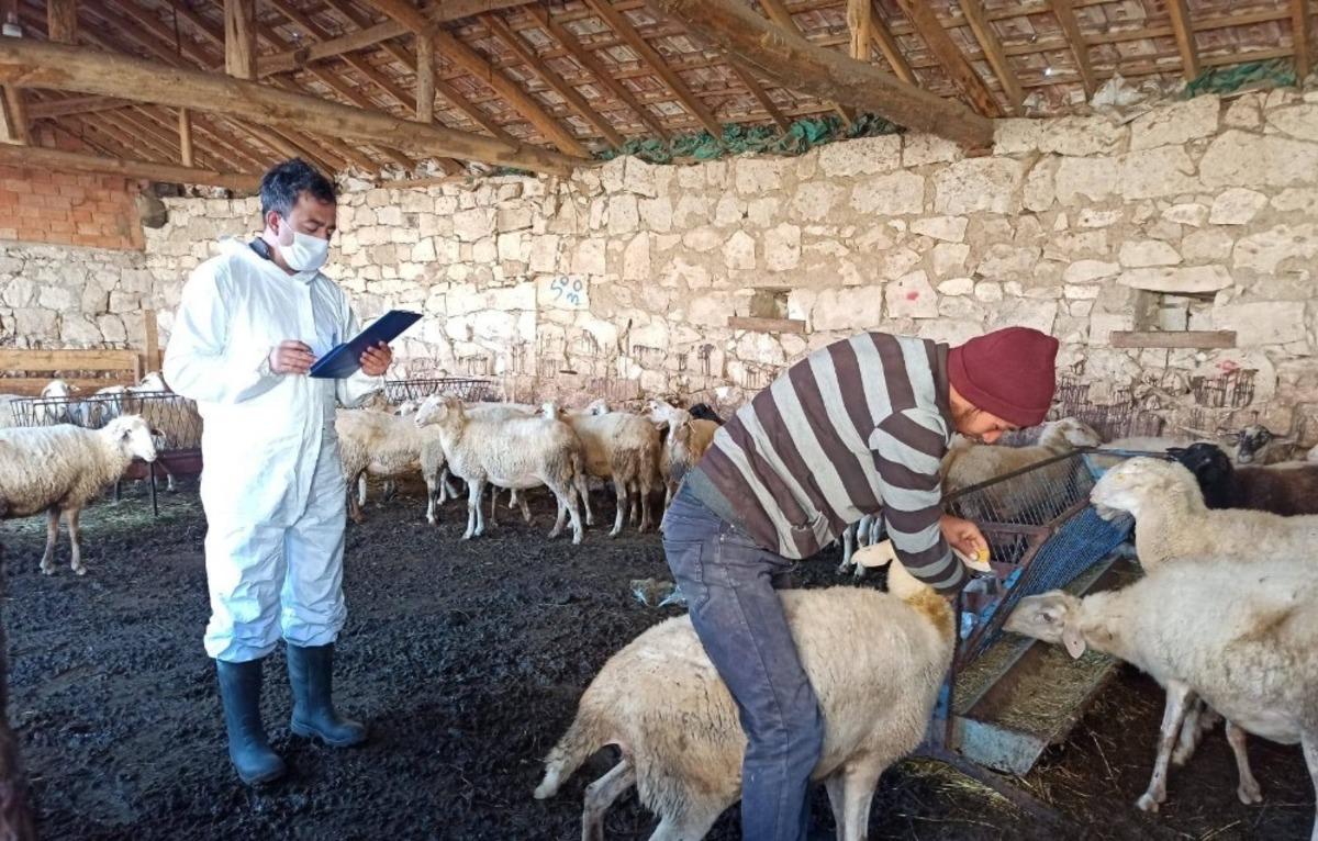 K&uuml;tahya&rsquo;da &rsquo;Halk Elinde K&uuml;&ccedil;&uuml;kbaş Hayvan Islahı&rsquo; projesi