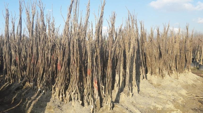 Y&uuml;zde 50 hibeli fidan desteği başvuruları başladı